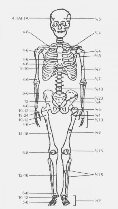 FEMUR KIRIKLARI image 6